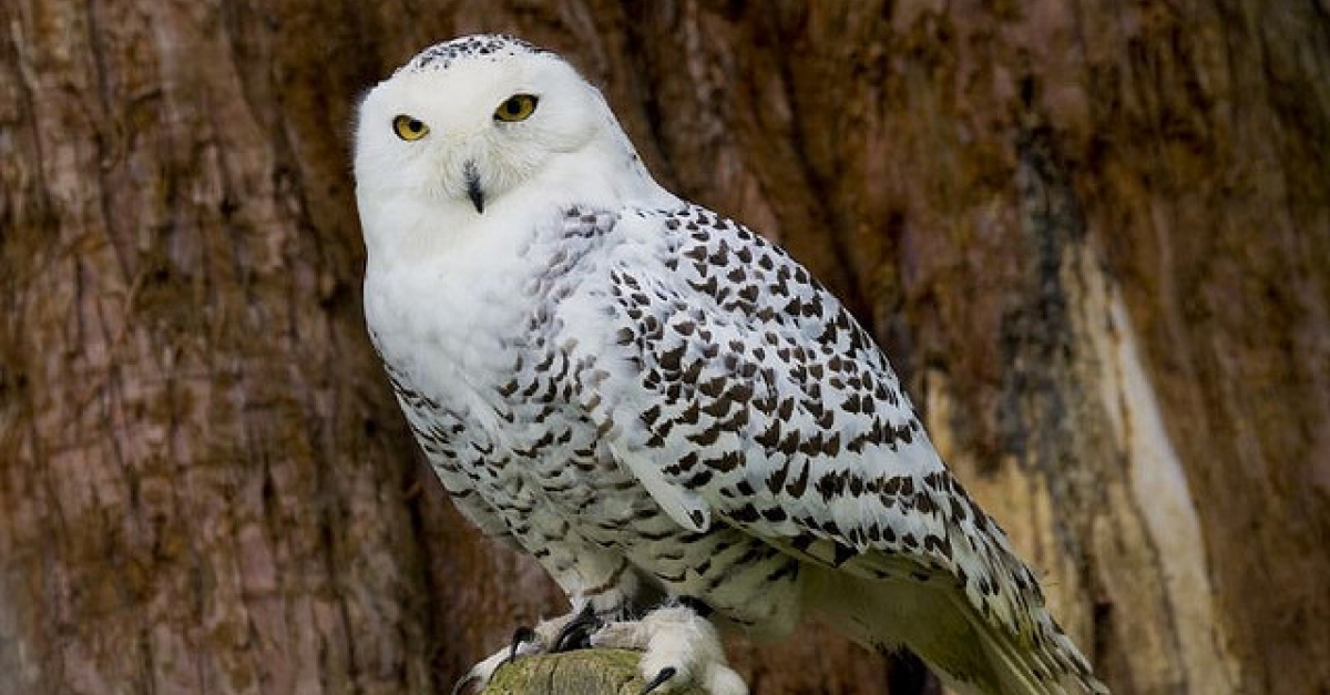 Snowy Owl Released Back Into Wild Near Green Bay Wisconsin Public Radio